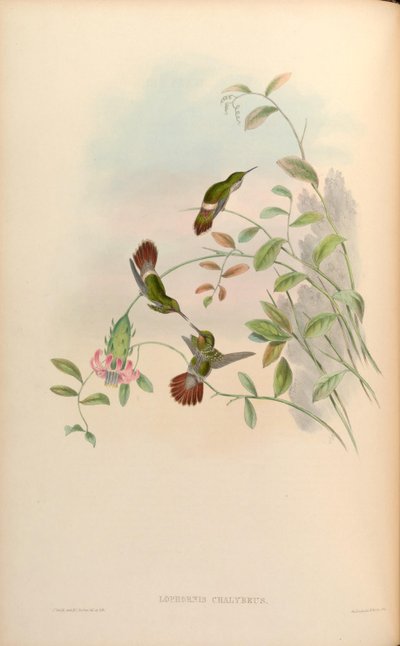 Lophornis chalybaeus door John Gould